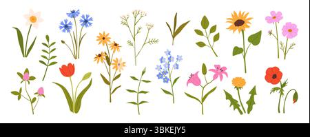 Fleurs printanières. Jardin fleuri et fleurs sauvages de printemps et d'été. Marguerite, tulipe et coquelicot, tournesol et lis, pissenlit. Herbes de prairie et champ Illustration de Vecteur