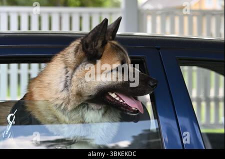 Un chien heureux, peut-être un Berger allemand mélange, assis dans une voiture bleue avec sa tête hors de la fenêtre ouverte. Le chien haleine légèrement, indiquant un da chaud Banque D'Images