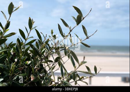 Une scène à couper le souffle et pittoresque présente une verdure vibrante avec une belle plage, le tout sous un ciel bleu clair Banque D'Images