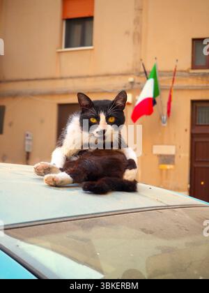 Charmant toilettage sicilien de chat de rue au sommet de la voiture à Trapani, Italie Banque D'Images