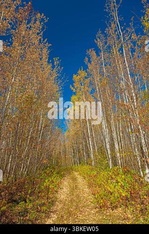 Sentier tranquille à travers les bouleaux changeants sur le Gunflint Trail dans le Minnesota Banque D'Images