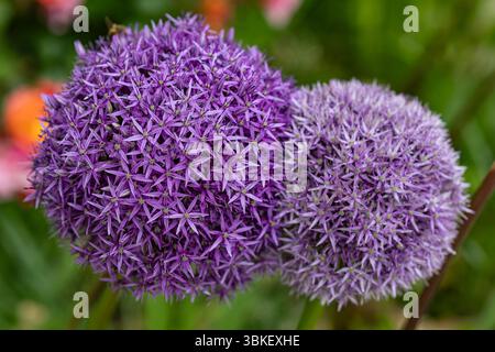 Gros plan de deux fleurs violettes d'Allium giganteum en fleurs avec des pétales en forme d'étoile dans un jardin d'été sur un fond vert flou Banque D'Images