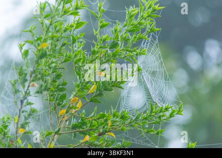 Toile d'araignée délicate avec des gouttes de rosée matinale suspendues à une branche verte. Le fond naturel flou crée un papier peint nature rêveuse et sereine. Banque D'Images