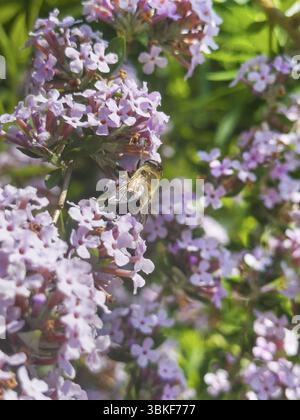 Lilas d'été à feuilles étroites, buisson papillon à feuilles étroites (Buddleja alternifolia), drone assis sur la fleur Banque D'Images