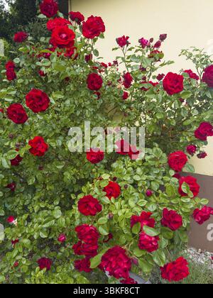 Rosier, roses rouges, rose hybride (Rosa hybrida) Banque D'Images