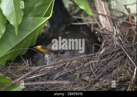 Blackbird (Turdus merula) couvant dans son nid, Bavière, Allemagne, Europe Banque D'Images