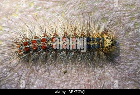 Une chenille dispar Lymantria (teigne tzigane ou teigne spongieuse), chenille colorée avec un corps tacheté et des poils fins, Toscane, Italie Banque D'Images
