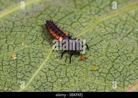 Larve asiatique multicolore Lady Beetle mangeant du puceron sur une plante de fleur sauvage d'aspiade laitière. Conservation des insectes et de la faune, insectes bénéfiques et écoulement dans la cour arrière Banque D'Images