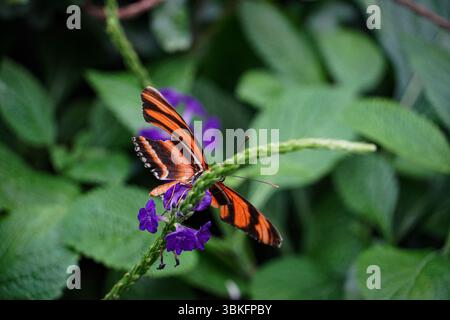 « Papillon orange vif et noir délicatement perché sur une feuille verte avec des fleurs violettes vibrantes en arrière-plan Banque D'Images