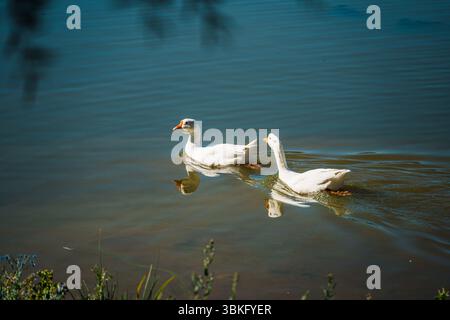 Quatre oies domestiques blanches nagent en formation à travers l'eau bleue calme et chatoyante d'un lac par une journée ensoleillée. Banque D'Images