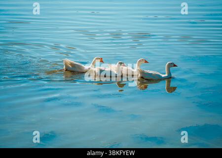 Quatre oies domestiques blanches nagent en formation à travers l'eau bleue calme et chatoyante d'un lac par une journée ensoleillée. Banque D'Images