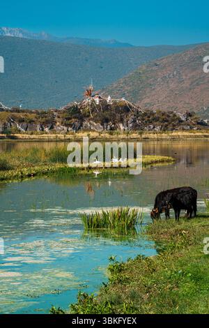 Une vache sombre paît paisiblement sur l'herbe verte luxuriante d'un pâturage au bord d'un lac dans un magnifique paysage de montagne. Banque D'Images