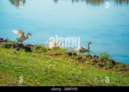 Quatre oies domestiques blanches nagent en formation à travers l'eau bleue calme et chatoyante d'un lac par une journée ensoleillée. Banque D'Images