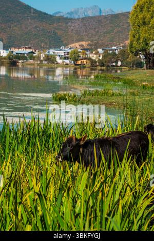 Une vache sombre paît paisiblement sur l'herbe verte luxuriante d'un pâturage au bord d'un lac dans un magnifique paysage de montagne. Banque D'Images