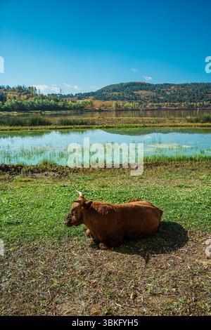 Une vue panoramique des vaches sur un rivage herbeux avec un village et des montagnes à travers le lac à Shangri la, Yunnan. Banque D'Images