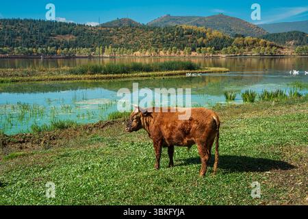 Une vue panoramique des vaches sur un rivage herbeux avec un village et des montagnes à travers le lac à Shangri la, Yunnan. Banque D'Images