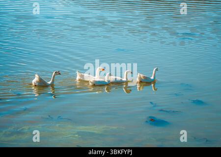 Quatre oies domestiques blanches nagent en formation à travers l'eau bleue calme et chatoyante d'un lac par une journée ensoleillée. Banque D'Images