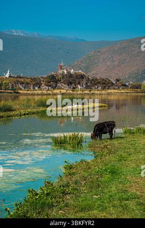 Une vache sombre paît paisiblement sur l'herbe verte luxuriante d'un pâturage au bord d'un lac dans un magnifique paysage de montagne. Banque D'Images
