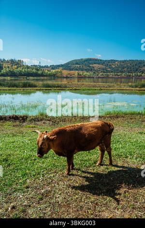 Une vue panoramique des vaches sur un rivage herbeux avec un village et des montagnes à travers le lac à Shangri la, Yunnan. Banque D'Images