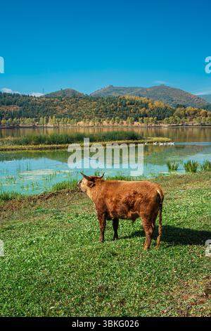 Une vue panoramique des vaches sur un rivage herbeux avec un village et des montagnes à travers le lac à Shangri la, Yunnan. Banque D'Images