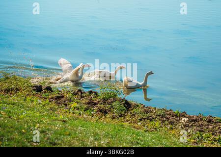 Quatre oies domestiques blanches nagent en formation à travers l'eau bleue calme et chatoyante d'un lac par une journée ensoleillée. Banque D'Images