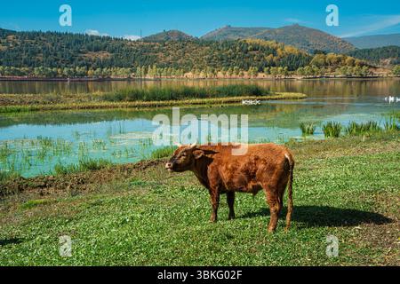 Une vue panoramique des vaches sur un rivage herbeux avec un village et des montagnes à travers le lac à Shangri la, Yunnan. Banque D'Images