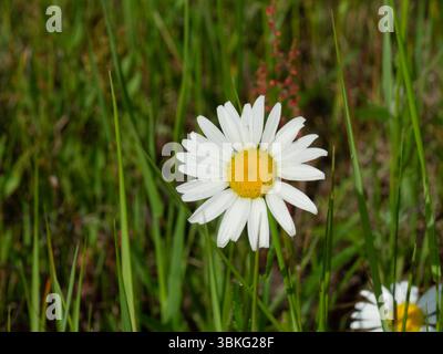 Marguerites poussant dans un pâturage Banque D'Images