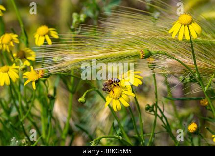 abeille sur senecio inaequidens fleurs d'armoise à feuilles étroites Banque D'Images