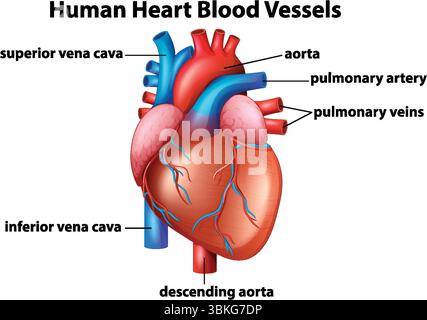 Illustration vectorielle colorée de l'anatomie du cœur humain avec des vaisseaux sanguins étiquetés, mettant en évidence les structures clés dans un style réaliste Illustration de Vecteur