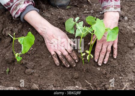 Gros plan des mains de fermier plantant des semis de haricots dans le sol dans un champ biologique. Travaux de jardin au printemps. Agriculture traditionnelle. Banque D'Images