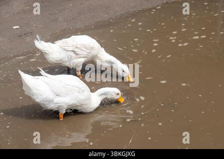 Deux canards blancs boivent dans un étang boueux. L'eau est trouble et les canards mangent par le fond Banque D'Images