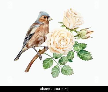 Roses aquarelle et oiseau. Belles fleurs de pêche pastel et finch brun. Illustration vectorielle dessinée à la main. Pour les cartes de vœux vintage, mariage Illustration de Vecteur