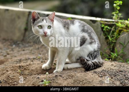 Chat blanc et gris assis sur le sol et regardant en alerte Banque D'Images