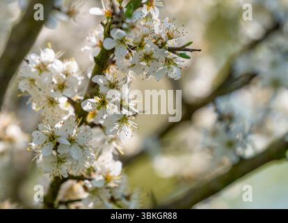 Gros plan montrant beaucoup de fleurs de Blackthorn sur une brindille au début du printemps Banque D'Images