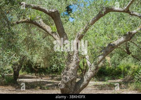 Olivier tentaculaire en Crète par une journée ensoleillée Banque D'Images