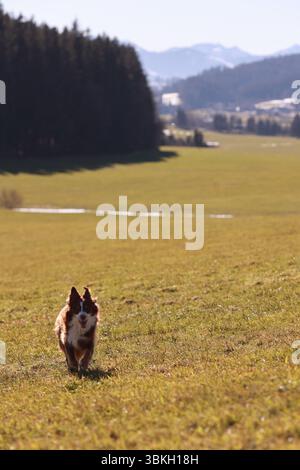 Un chien court dans un champ avec une belle vue sur les montagnes en arrière-plan Banque D'Images