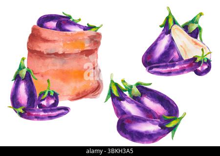 Ensemble dessiné à la main d'aubergine d'aubergine pourpre fraîche dans le sac illustration aquarelle isolé sur blanc. Illustration pour les campagnes et les marchés agricoles o Banque D'Images