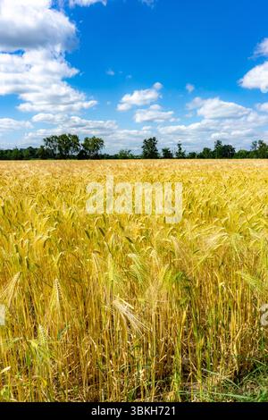 Champ de céréales, avant récolte, orge, près de Bottrop-Kirchhellen, Rhénanie du Nord-Westphalie, Allemagne, Banque D'Images