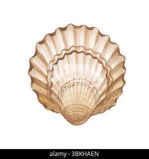 Coquillage aquarelle peint à la main sur un fond blanc. Illustration aquarelle. Isolé. Thème marin Banque D'Images