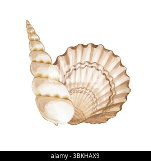 Une paire de coquillages aquarelles peints à la main. Une illustration de coquillages beiges et brunes, isolés sur un fond blanc. Un clipart pour différents marins Banque D'Images
