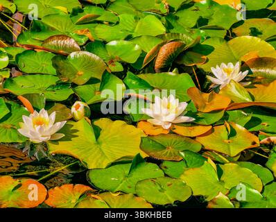 Étang de nénuphar serein : nénuphars verts vibrants et délicates fleurs blanches dans un cadre naturel tranquille, parfait pour la nature, le bien-être et les thèmes de relaxation Banque D'Images