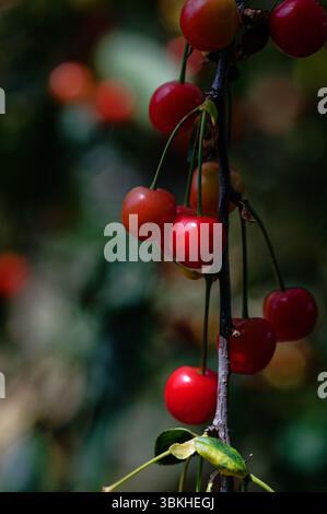 Bouquet suspendu de cerises avec une faible profondeur de champ, forte lumière Banque D'Images