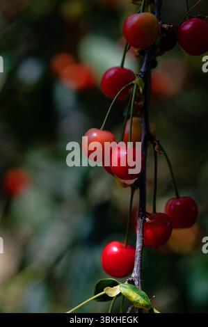 Bouquet suspendu de cerises avec une faible profondeur de champ, forte lumière Banque D'Images