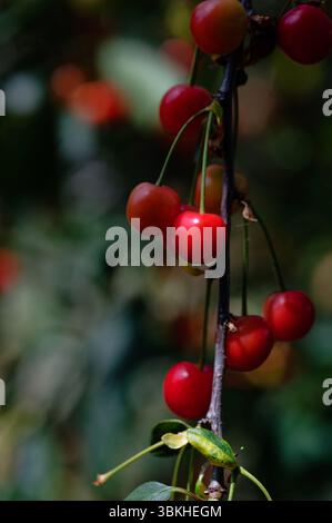 Bouquet suspendu de cerises avec une faible profondeur de champ, forte lumière Banque D'Images