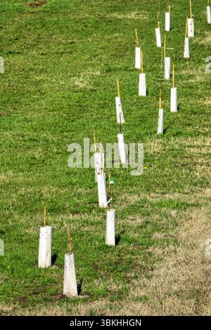 Une rangée soignée de jeunes arbres nouvellement plantés se dresse sur une pelouse verte, symbolisant le renouveau et l'engagement environnemental. Chaque jeune arbre est protégé par un perfo Banque D'Images
