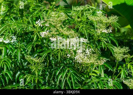 Vue rapprochée de sureau (Sambucus nigra) avec des fleurs blanches brillantes en pleine floraison. Une composition botanique propre idéale pour les thèmes naturels ou herba Banque D'Images