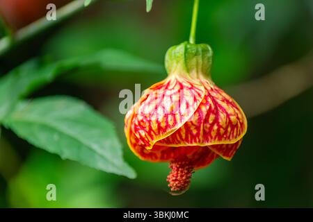 La fleur de pictum d'Abutilon avec des veines rouges frappantes sur des pétales jaunes est délicatement suspendue dans un jardin tropical. Un gros plan botanique éclatant avec un vert doux Banque D'Images