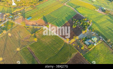 Vue aérienne de dessus d'un vaste champ de tournesols. Paysage un champ de tournesols jaunes dans un beau lever de soleil Un champ de tournesols jaunes aussi loin que l'œil CA Banque D'Images
