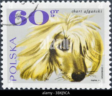 Timbre-poste oblitéré imprimé par la Pologne, qui montre le chien courant afghan (Canis lupus familiaris), vers 1969. Banque D'Images