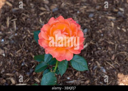 Rose (Rosa 'Livin' Easy') fleurs poussant dans le jardin. Canada. Banque D'Images